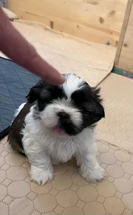 Cuccioli Shih Tzu con Pedigree