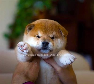 Meravigliosi cuccioli di Shiba inu