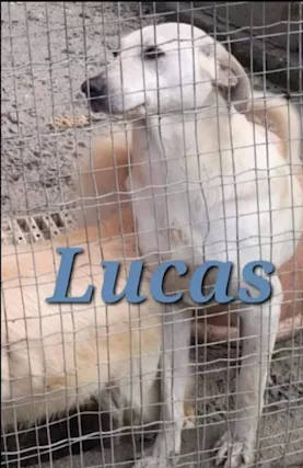 Lucas 4 anni nessuno lo ha mai notato notato .CALABRIA