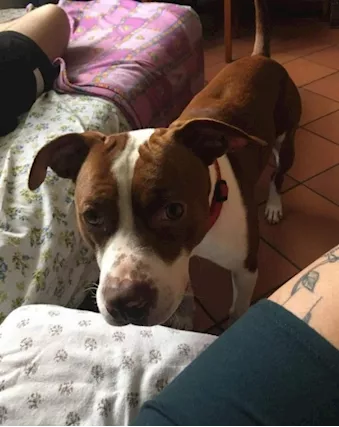 APPELLO URGENTE PER LUCKY