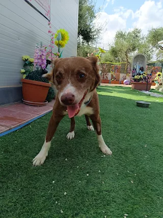 Cherly è un cagnolino speciale