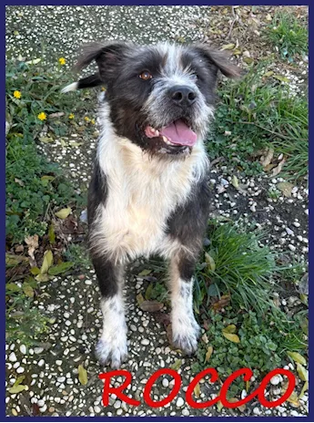 Rocco bellissimo e pieno di vita urgente