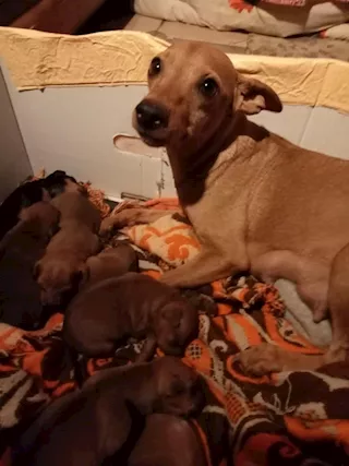 Pinscher - Disponibili da subito cuccioli di