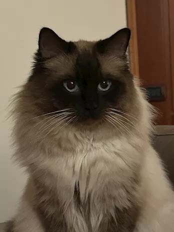 Ragdoll cerca fidanzata a Roma