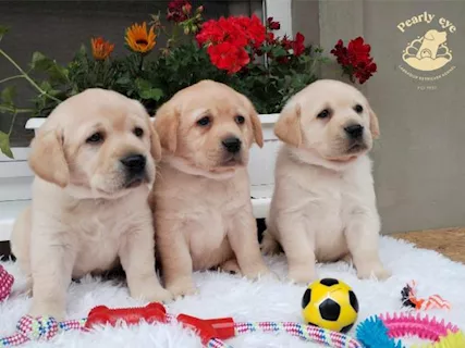 Labrador retriever cuccioli