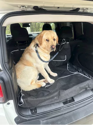 Labrador retriver, color miele - Foto 3