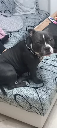 American bully