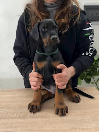 Cuccioli Dobermann - Foto 5