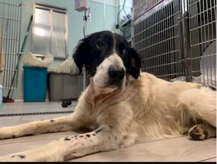 Alfredone adulto catturato e finito in 1 canile a vita sud