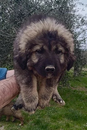 Cuccioli di Pastore del Caucaso