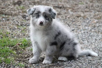 Cuccioli border collie blue merle