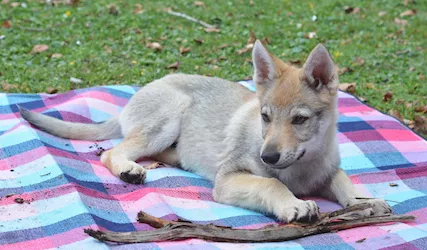 Cucciolo di cane lupo cecoslovacco autentico