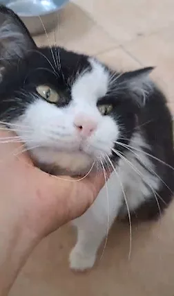 Billy bellissimo micio a pelo lungo