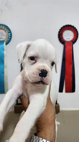 Meravigliosi Cuccioli di Boxer