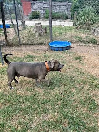 Splendido Amstaff cerca compagna - Foto 4