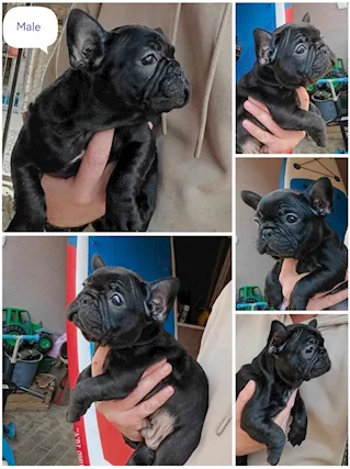 Bulldog francese cuccioli