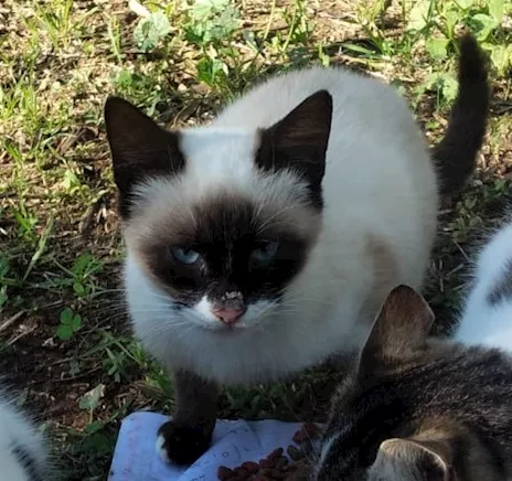 Lucio, siamese randagio
