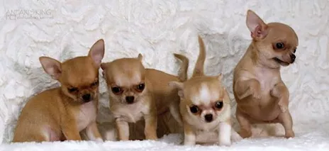 Regalo Tenerissimi cuccioli Chihuahua Toy