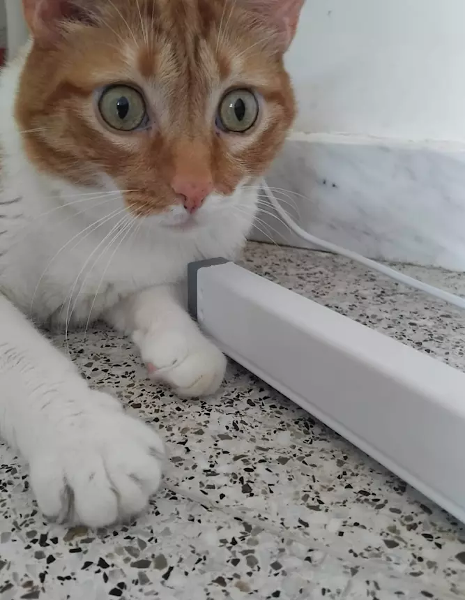 Ciccio, meraviglioso gattone