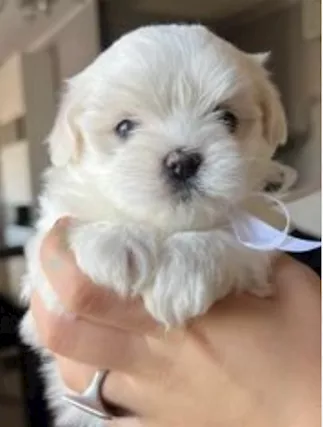 Cuccioli maltesi