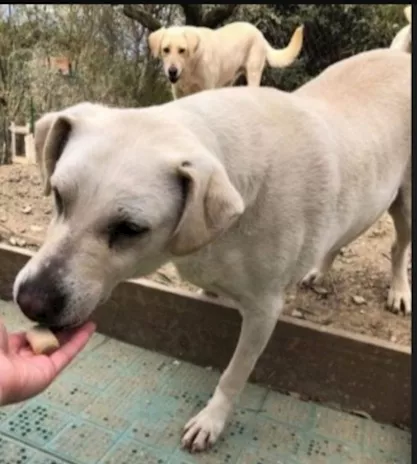Femmina mix Labrador salvata da 1 lager 3 anni fa - Foto 3