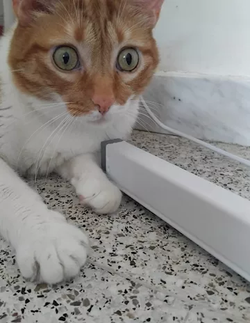 Ciccio, meraviglioso gattone - Anteprima 1
