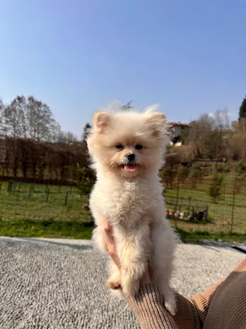 Cuccioli Pomapoo dolcezza e qualità in un unico
