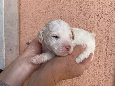 Lagotto Romagnolo cuccioli