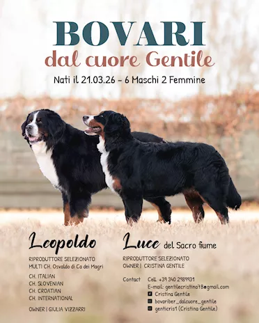 Disponibili cuccioli di Bovaro del bernese