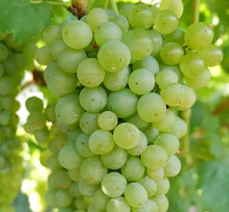 Cerco personale per vendemmia