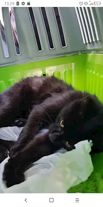 Gattino nero