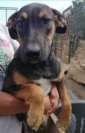 Albertina lupetta 3 anni cresce in recinto