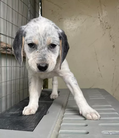 Sirya - Guardate che meraviglia: Penelope, taglia media - Foto 5