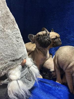 Bulldog francese cuccioli - Foto 3
