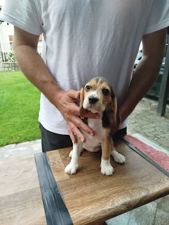 Cuccioli di Razza Beagle in vendita - Foto 2