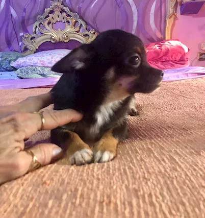 Cuccioli bellissimi chihuahua