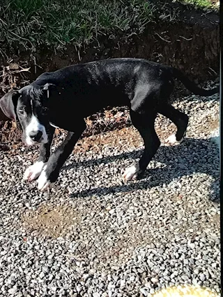 Cuccioli di alano