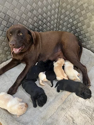 8 cuccioli di Labrador