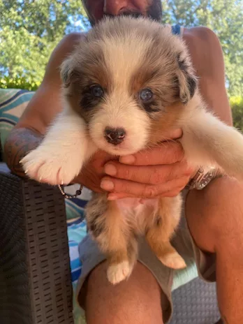 Cuccioli Pastore Australiano