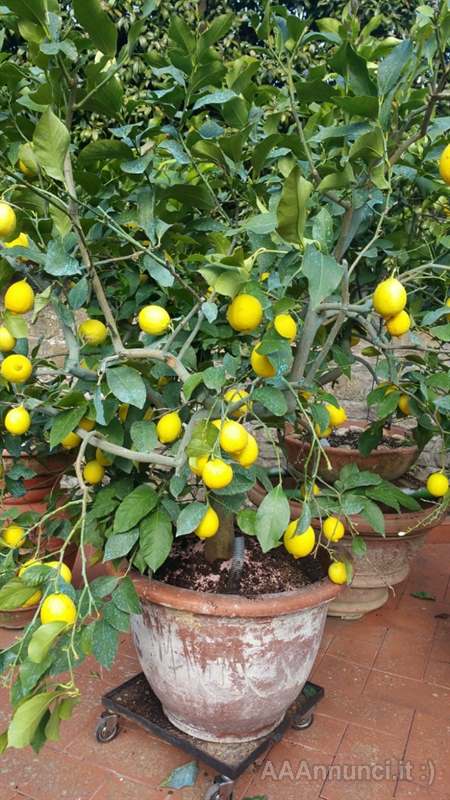 Meravigliose Piante di Limoni in vendita a Arezzo