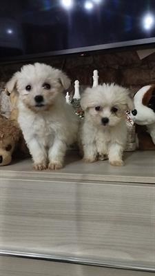 Cuccioli di MALTESI