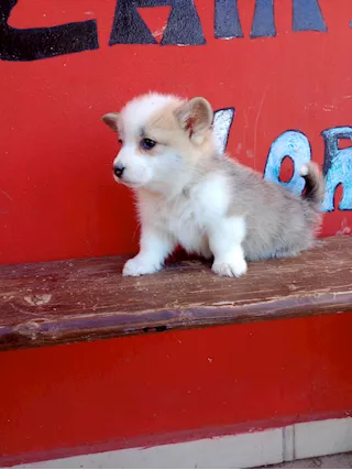 Wels Corgi Pembroke