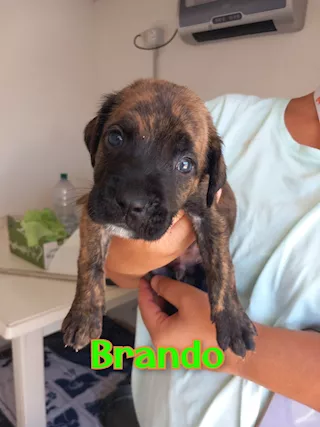 Brando simil Corso, taglia grande