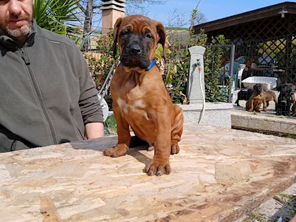 Cuccioli di Tosa - Mastini Giapponesi - Foto 2