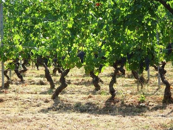 UVA da VINO - Foto 5
