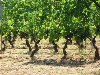 UVA da VINO - Foto 5
