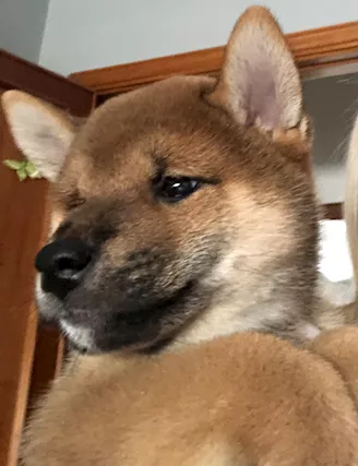 Cuccioli di shiba inu