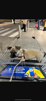 Cagnolina cerca casa