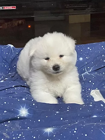 Cucciola akita inu bianca con pedigree ENCI