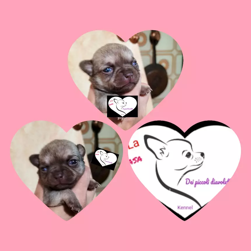 Cuccioli pronti alla prenotazione Chihuahua